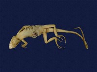 Swinhoe’s tree lizard Collection Image, Figure 8, Total 11 Figures